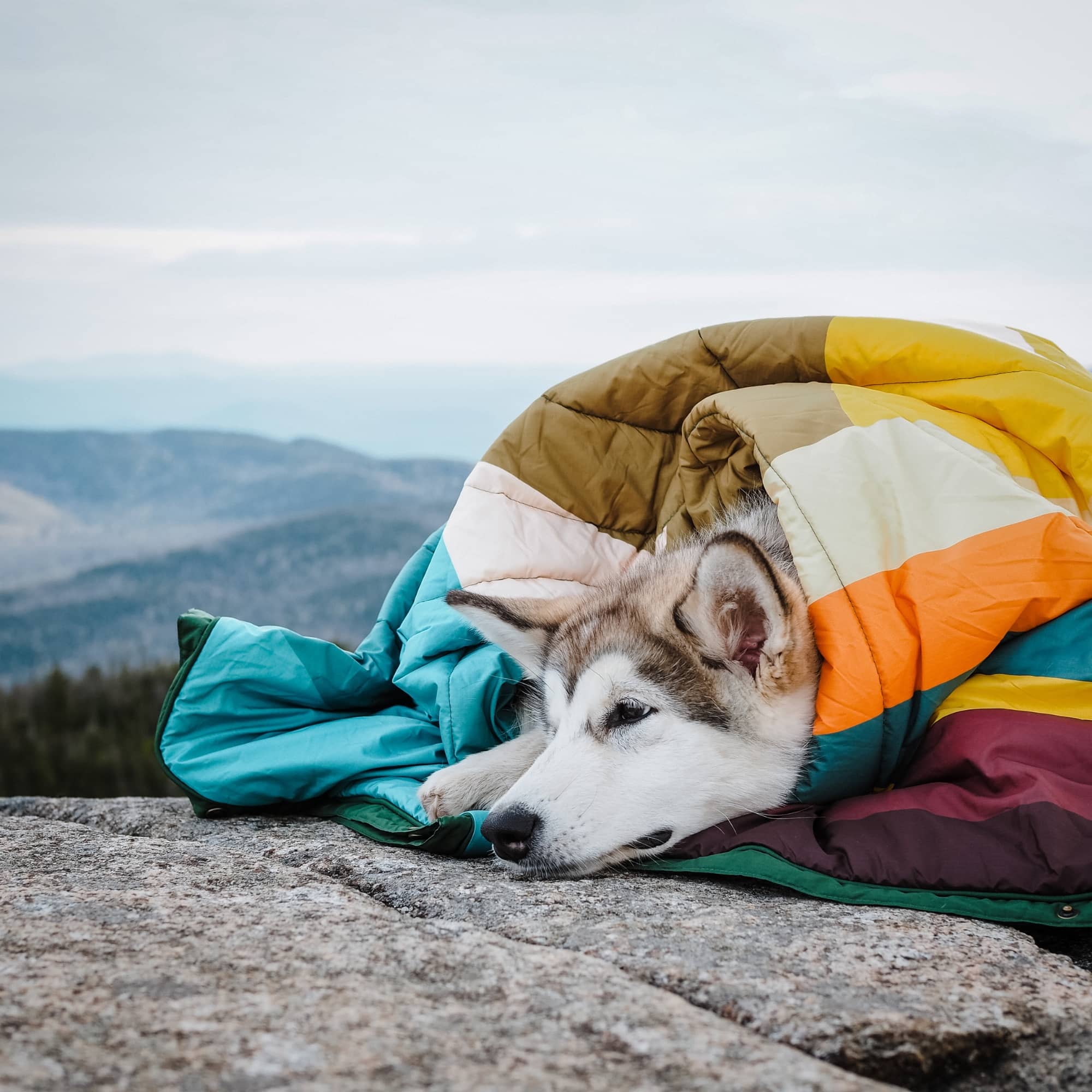 Waterproof dog blankets store uk